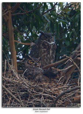 Great Horned Owls Nesting