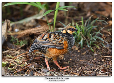 Chestnut-bellied Partridge