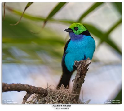 Paradise Tanager