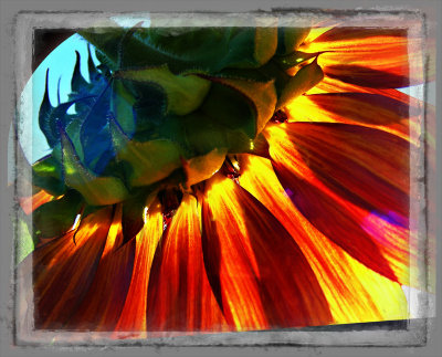 peek-a-boo blue sky_ sunflower dangle