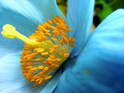 himalayan blue poppy_