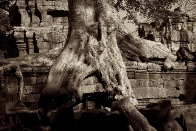 Thick fat roots upclose