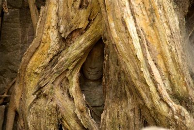 Face in a tree