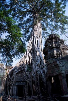 Angkor Wat - roots and ruins
