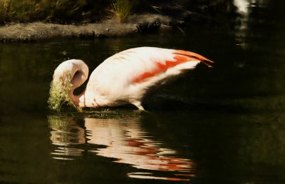 flamingo water head-coming up