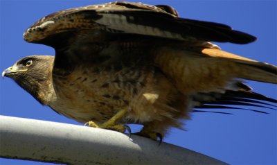 redtail hawk_ready to fly