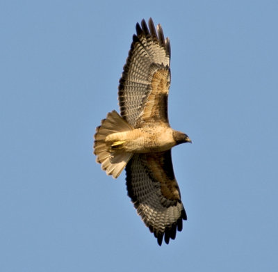 redtail hawk drifting