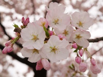 cherryblossoms_2005