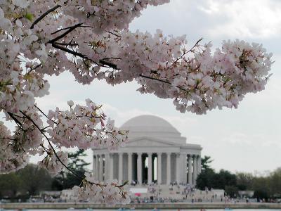 cherryblossoms_2002