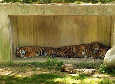 kitties
