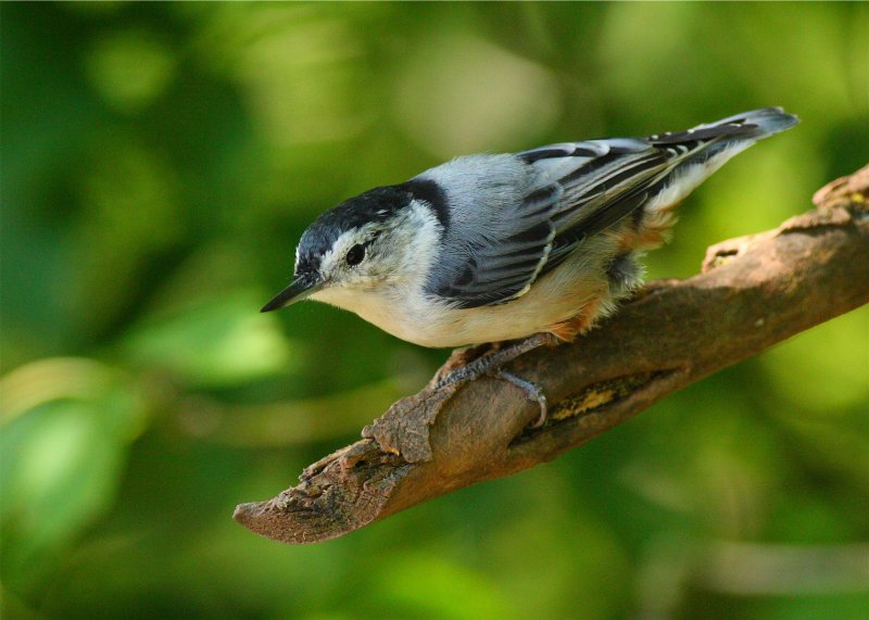 White Breasted Nuthatch