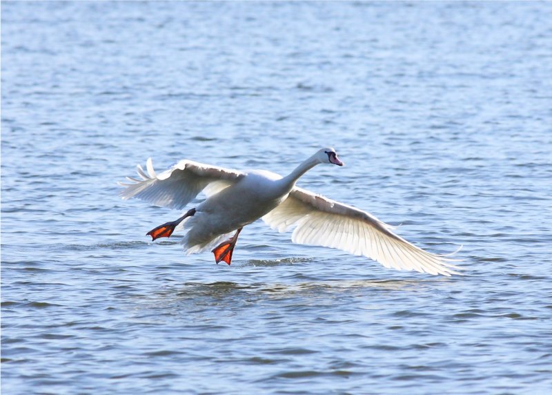 Mute Swan