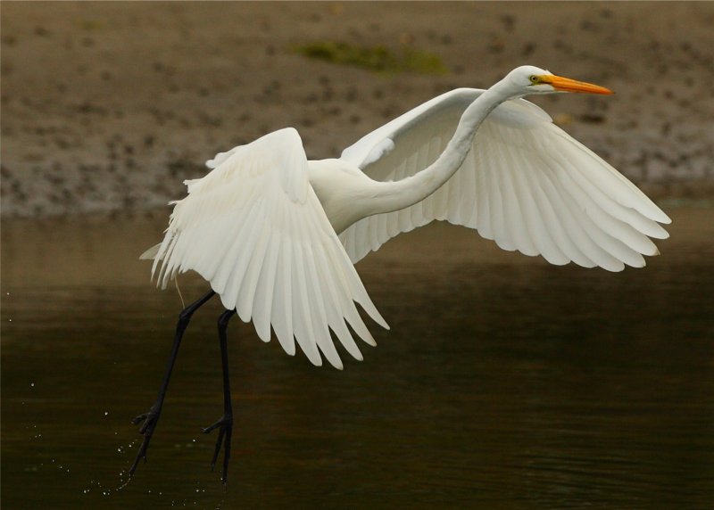 Great Egret