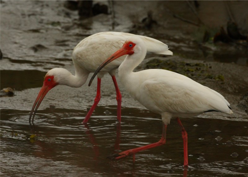 White Ibis