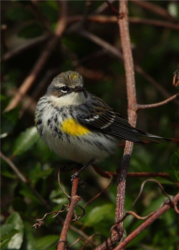 Yellow Rumped Warbler