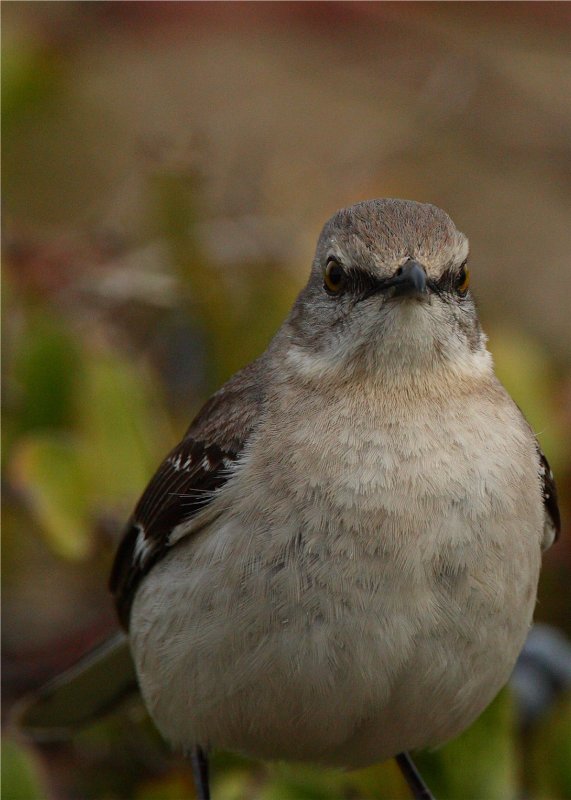 Mocking Bird