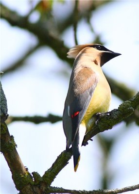 Cedar Waxwing
