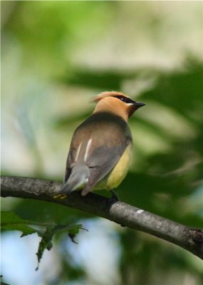 Cedar Waxwing