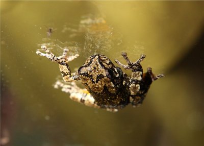 Tree Frog on glass