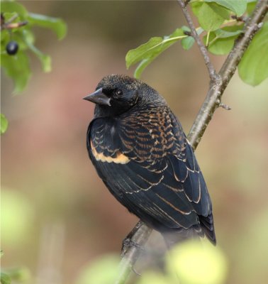 Redwing Black bird