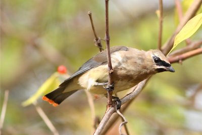 Cedar Waxwing.