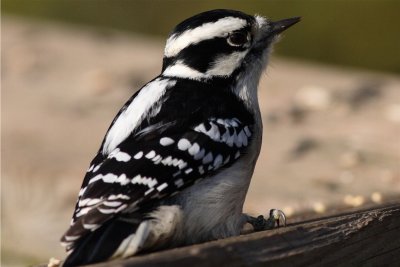 Hairy Woodpecker.