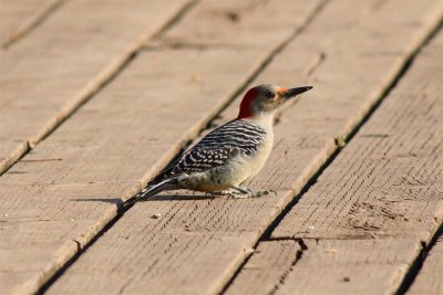 Red Bellied wood pecker.