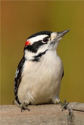 Hairy Woodpecker