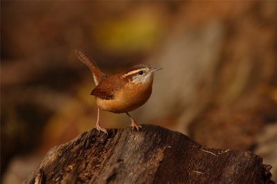 THIS IS MY BEST SIDE