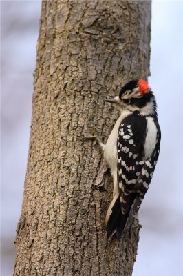 Hairy Woodpecker