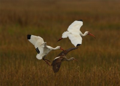 White Ibis