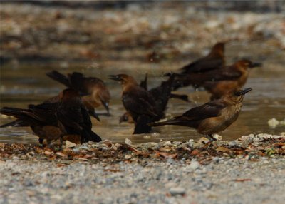 Carib Grackles