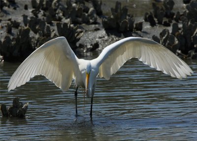 Great Egret