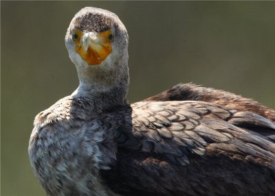 Cormorant