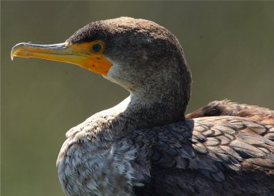 Cormorant