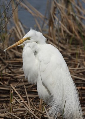 Great Egret