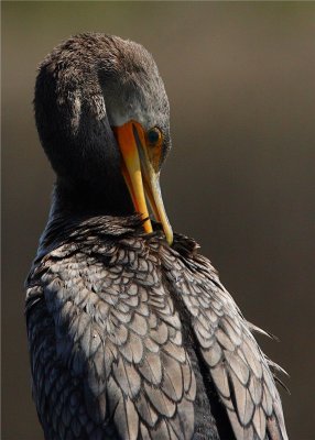 Cormorant