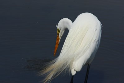 Great Egret