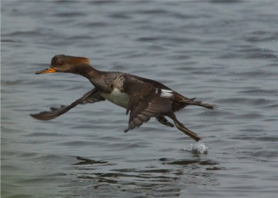 Red-breasted Merganser