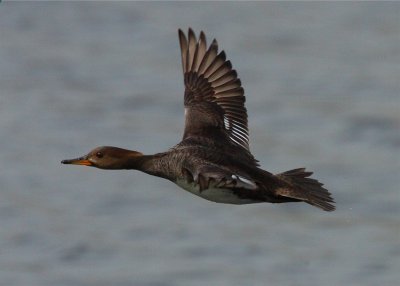 Red-breasted Merganser