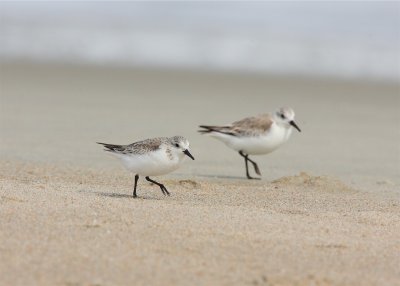 Semi-palmated Sandpiper