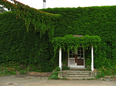 Vine covered abandoned office building .. 4845