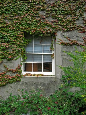 Window, ivy and other miscellaneous vines .. 4874
