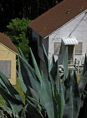 Agave  and boarded houses .. 4915