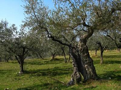 Ancient olive trees along path to San Damiano .. A4048