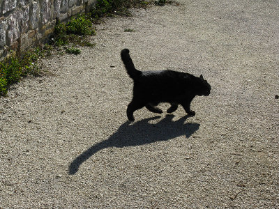 Black cat on the prowl .. A4219