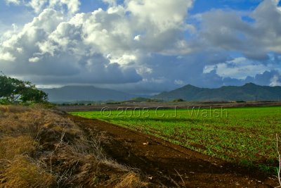 Kauaian Farming