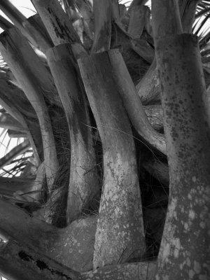 Palms Up
