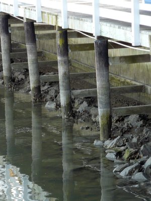 Under the boardwalk