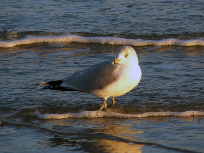 Gull